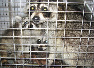 raccoon trapping